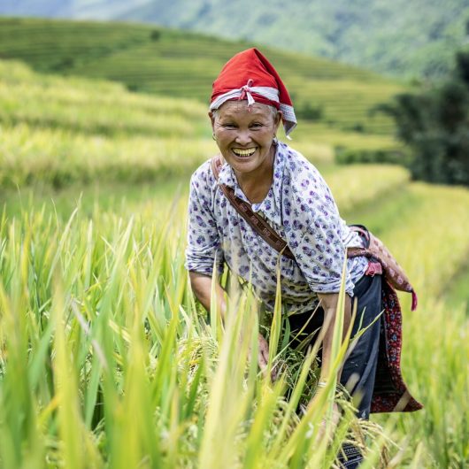 Red Dao-kvinde i rismark