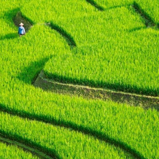 Fertile green rice fields of Sapa on a sunny day