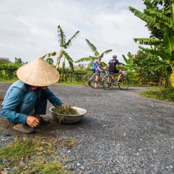 frugtplantage Mekong Delta