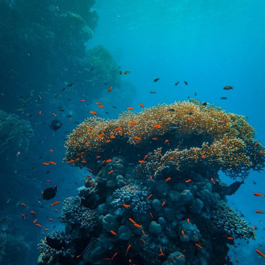 Koraller i Vietnam